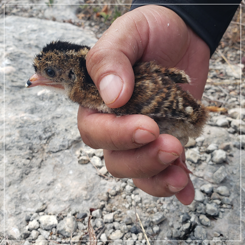 programas de rescate de fauna
